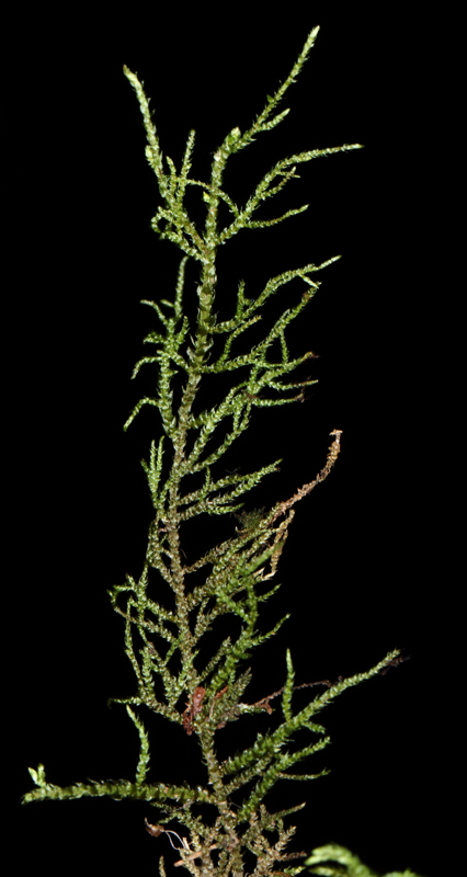 Hylocomiastrum umbratum